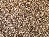 Coriander Seed 500g